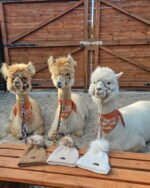 Czapka z wełny alpak